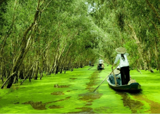 Lênh đênh sông nước để vào được rừng tràm 