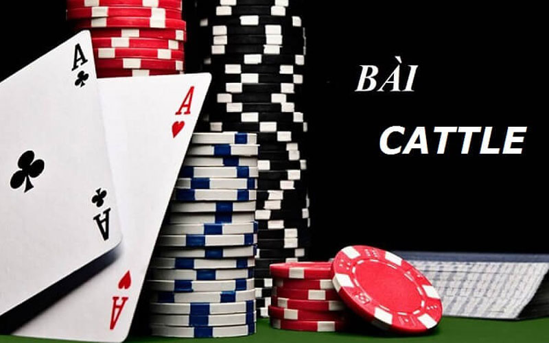 4 trải nghiệm chơi bài Catte tuyệt vời dành cho bạn