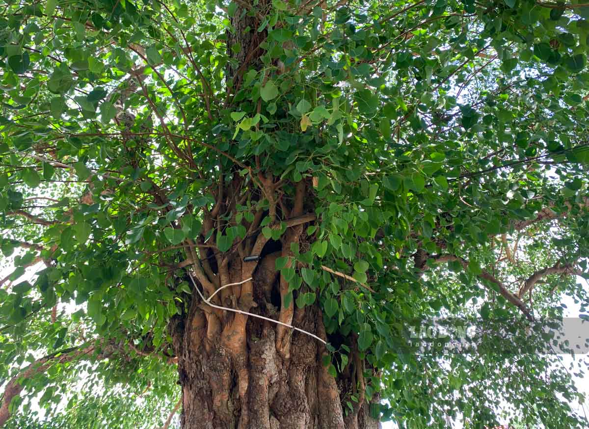 Chiêm ngưỡng cặp cây bồ đề di sản chứng nhân lịch sử ở Nam Định