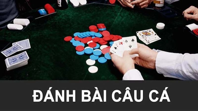 Cách chơi bài câu cá đơn giản mà ai cũng có thể học