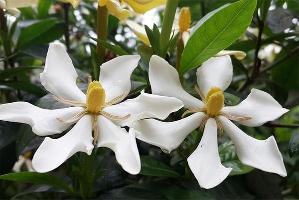 Công dụng của cây hoa dành dành
